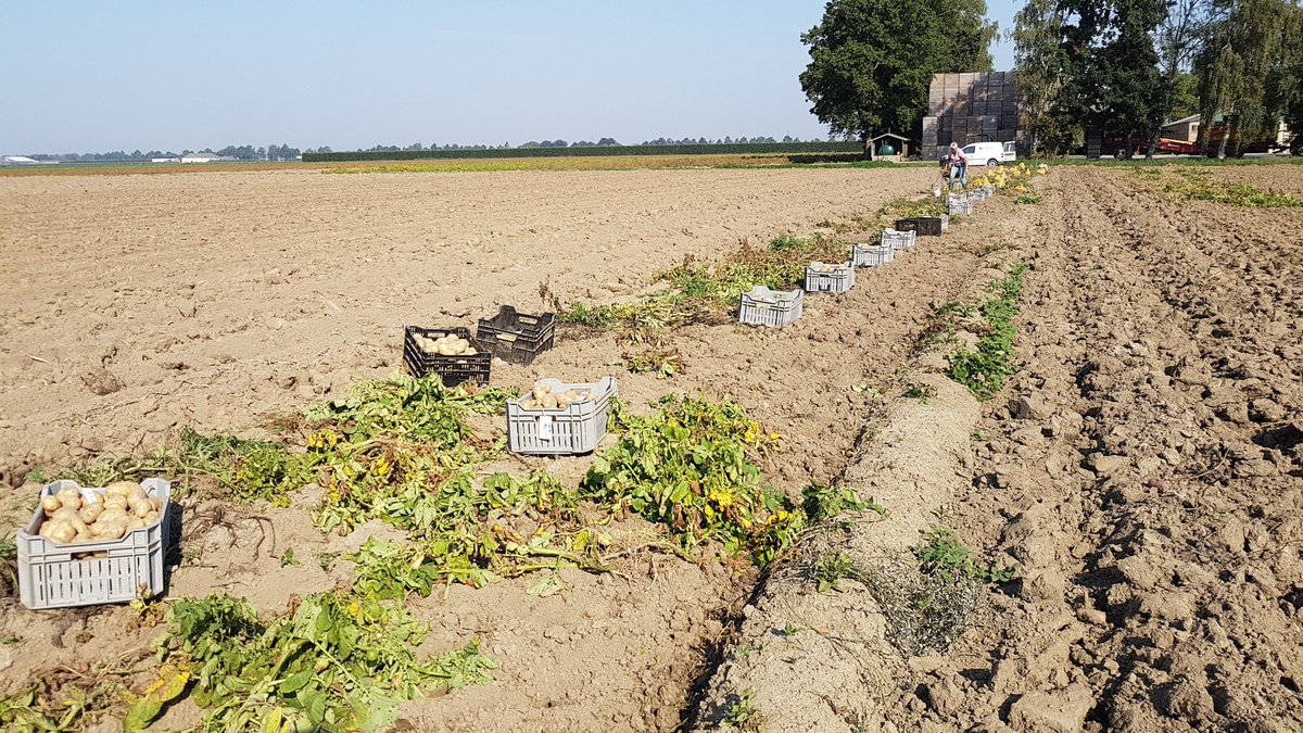 RobBesteman1's tweet photo. Onder zeer warme omstandigheden vanmorgen de consumptie gerooid van de nieuwe beloftes. Mooie verschillen in opbrengst, schurft en doorwas. #Fobek #Agroplant #deNijs #TTca https://t.co/7cRhivbMjB