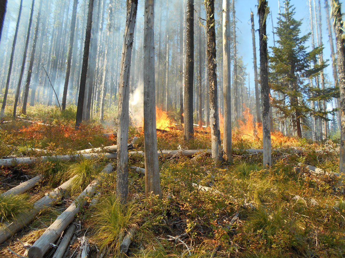 NPClwNFs's tweet photo. The #NorthForkRD is reporting that conditions remain favorable for tomorrow's planned ignitions on the Moose Kelly & Barnard Junction prescribed burns. We are proud to have Idaho Fish & Game (IDFG) as a partner in these projects that benefit Elk habitat. https://t.co/clYGe0lLal. https://t.co/f0SM2YcAQM
