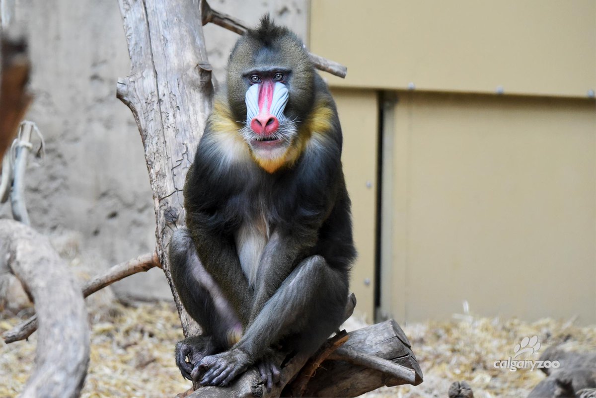 calgaryzoo's tweet photo. Happy birthday Yusufu! 🎉 Our male mandrill turns 16 today! DYK, a male mandrill’s colouring is very important - those with the most colourful snouts are dominant &amp; lead their troops. Stop by TransAlta Rainforest to check out his impressive colours &amp; wish him a happy sweet 16! 💙 https://t.co/7s0nNosZPQ