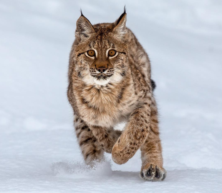 Crowdfunding_PR's tweet photo. Guide to Off Grid Living: Bobcats Hunting and Raising Their Young. See more photos ▶️ https://t.co/wlgYcvqk6c
#Sheds #LogCabins #Yurts #Homes #Guide #OffGridLiving #LivingOffGrid #bobcats #cagetrapping #trapping #trapperslife #jetsled #comstocktraps #ottertrapping https://t.co/GtuE3Jko3c
