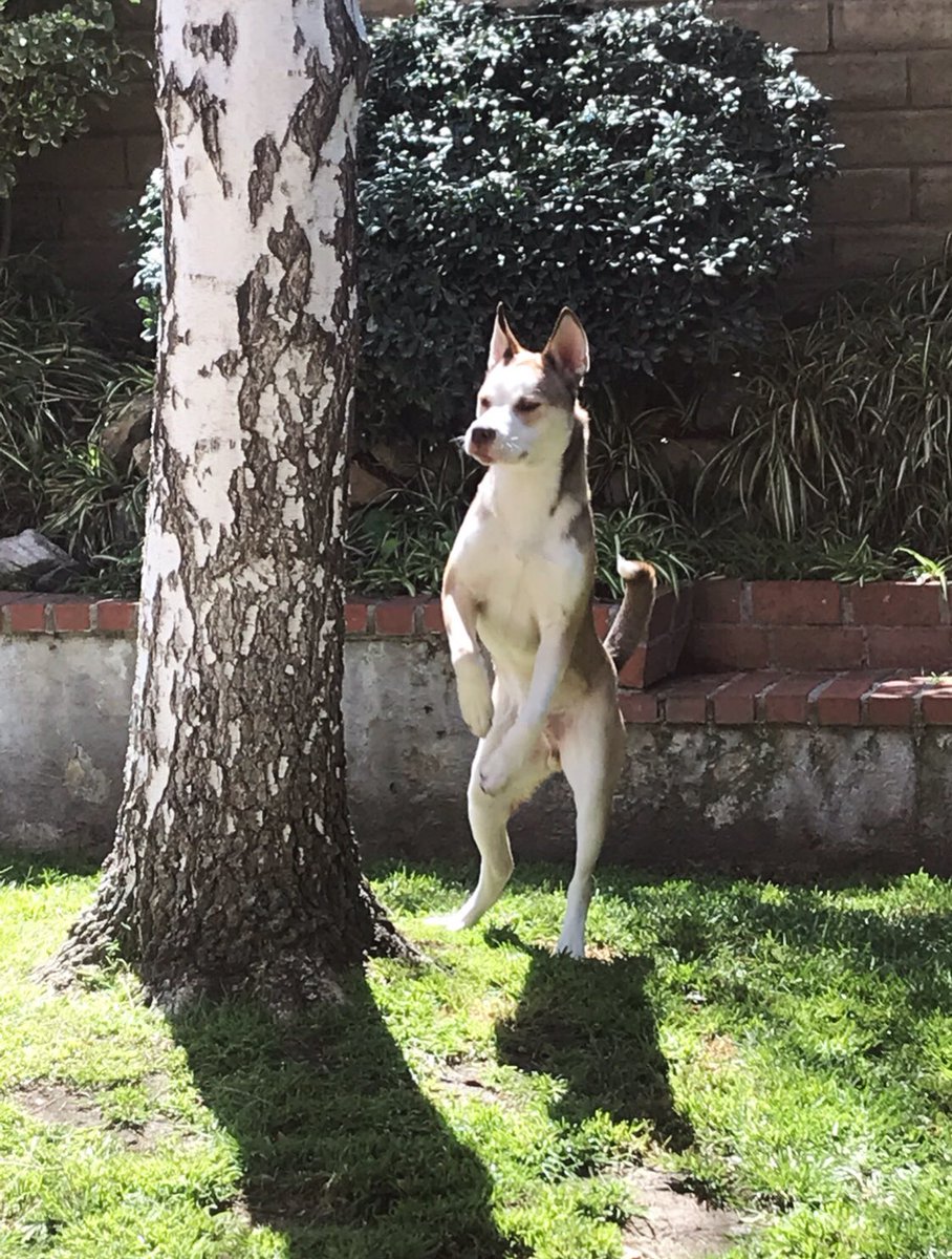 DerekMears's tweet photo. Walk on two legs not on four. The experiments are going well. 
#CharlieAtari
#Boxsky
#IslandOfDrMears https://t.co/RzgHFG2r0c
