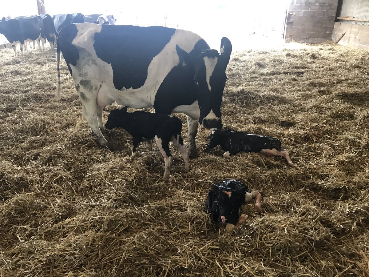 Will Gill tweet media