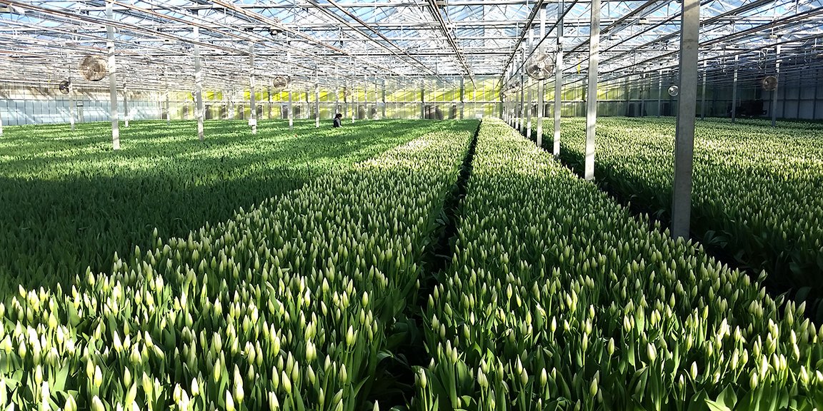 What is the one reason we do what we do at Sun Valley? Find out on our blog today: 
sunvalleyfloralfarms.blogspot.com/2019/08/one-re…

#AmericanGrown #TulipTime #Tulips #FallTulips #AutumnTulips