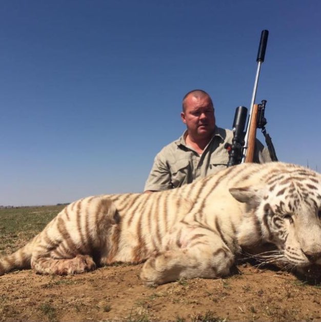 Dries Verdoes ‘hunted’ this captive bred liger in a canned hunt and he’s proud? The animal is a man made creation, it had a miserable life in a cage, and then was drugged and released into a fenced in paddock where he killed it. What a hero- NOT! 🤬
@rickygervais @CBTHunting