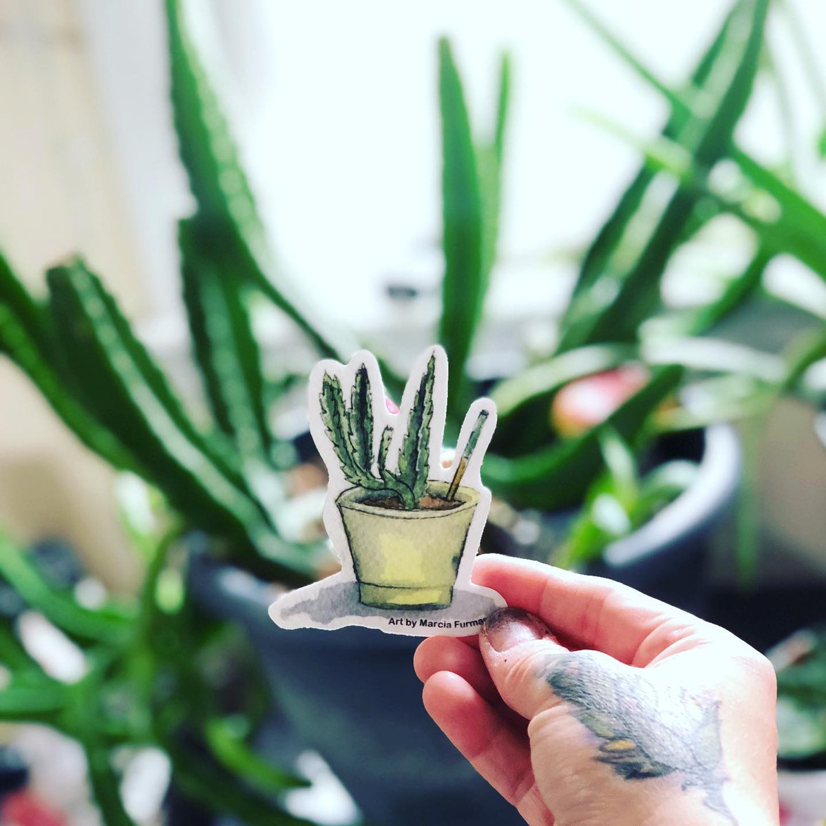 MarciaFurman's tweet image. Who’s ready for next month’s Patreon sticker of the month!? September will feature my very own “Mr. Stanky” - He’s a very agreeable cactus 🌵 I found on the way to a @cyndilauper concert. He was in a cardboard box labeled “free”.😅🙌🏻 I love him so much! patreon.com/marciafurman