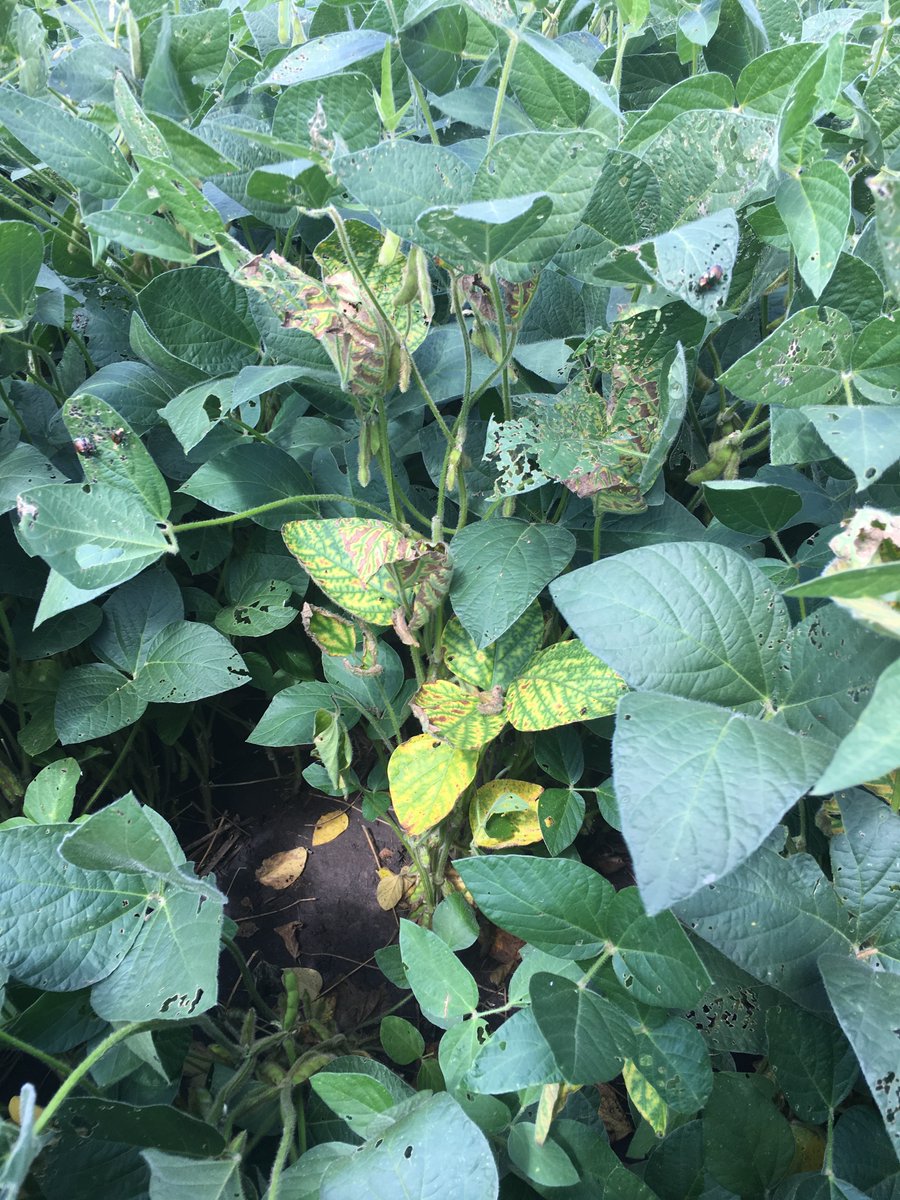 BauersSeed's tweet photo. Starting to see SDS and White mold in soybeans across our area.... https://t.co/mEIJhAHXR1