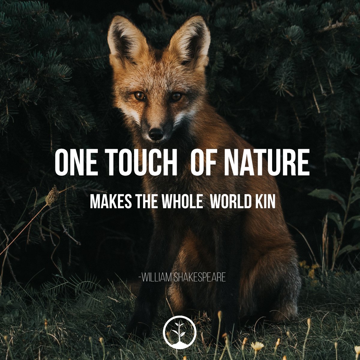 🦊 🌲#reforestation #nature #trees
