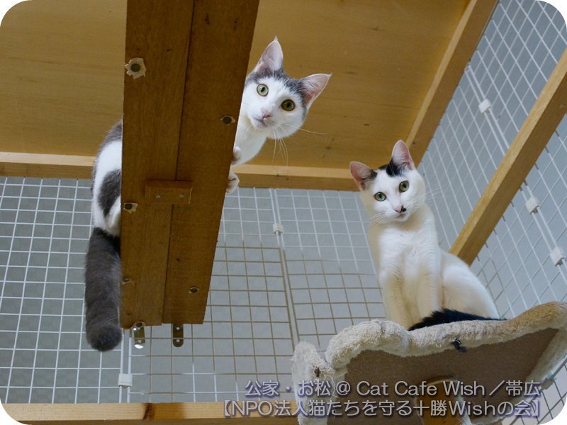 広瀬 鷹也 Catcafewish タルトちゃんの舌しまい忘れ率の高さ 出入口で佇んでいる事が多い おやつまだ なビス子ちゃん おもちゃまだ なにくまんちゃん ろくよん君もめんこい顔するよ 8 13 火 タルト ビス子 にくまん ろくよん 撮影 猫 広瀬 鷹也 Catcafewish タルトちゃんの舌しまい忘れ率の高さ 出入口で佇んでいる事が多い おやつまだ なビス子ちゃん おもちゃまだ なにくまんちゃん ろくよん君もめんこい顔するよ 8 13 火 タルト ビス子 にくまん ろくよん 撮影 猫