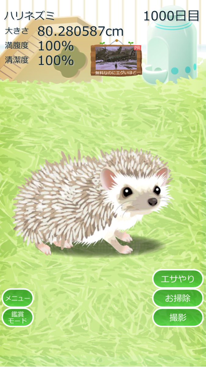 ハリネズミ育成