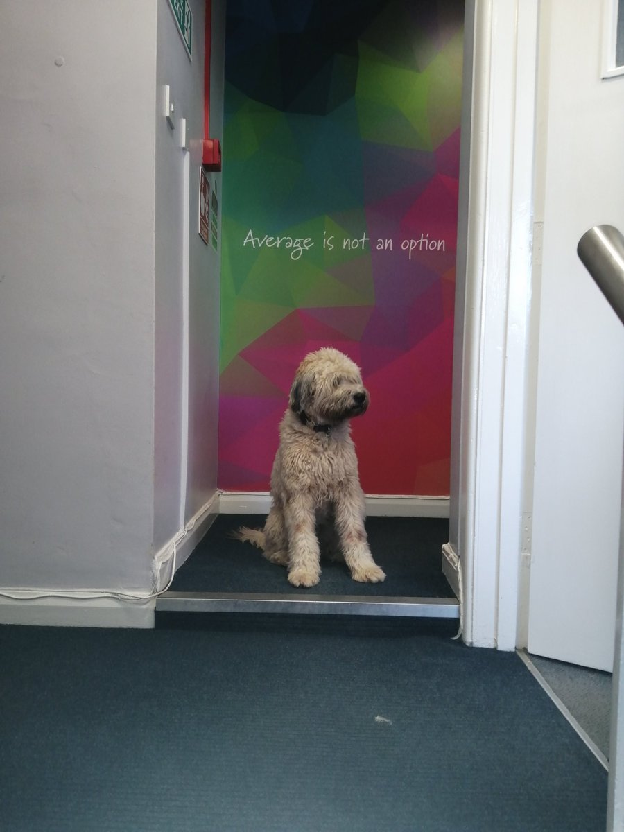 PlatPrint's tweet photo. Look who was sat at the top of our stairs. This is no average dog, she the PlatinumHPL office dog.

#suzie #printing #officedog #averageisnotanoption #platinumhpl https://t.co/Z6pev559hl