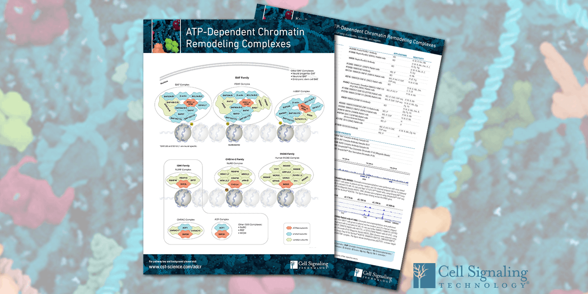 CellSignal's tweet photo. There’s a new BAF complex in town. Say hello to non-canonical BAF. Thanks for the discovery @CKadoch! #BAFcomplex #chromatinremodeling #ADCR https://t.co/w2MoJeQCyn https://t.co/P58pZ2wBPY