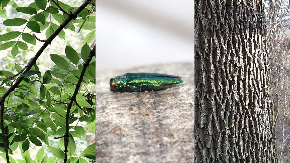 HAVE YOU SEEN a healthy ash tree in an area devastated by emerald ash borer? We want to know!

Our friends at <a href="/NRCan/">Natural Resources</a> are hunting for these trees to conduct analyses that could inform future research on EAB-resistant ash trees! <a href="/CMacQuar/">Chris MacQuarrie</a> 

Learn more: ow.ly/KEAP50vLekj