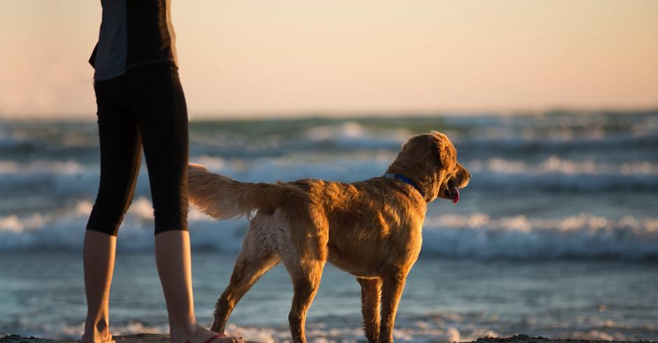 When our beaches become busy it's important for us to balance the wishes of both dog owners and families looking for dog-free experiences. 

We’re asking to hear your views so we can understand how best to apply future restrictions for dogs on beaches:

bit.ly/2ZvgnXY