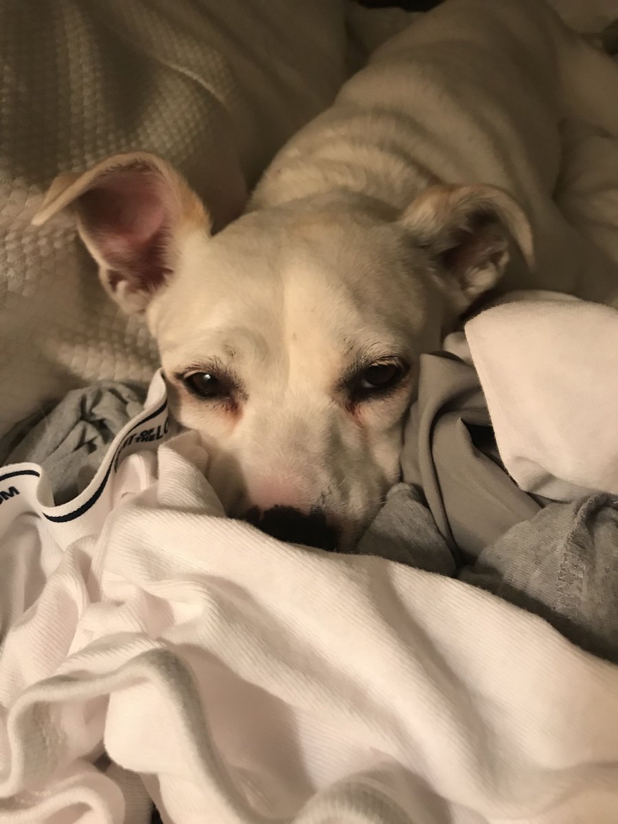 too_licky's tweet photo. Peek a boo. I see you. #Sugar #cleanlaundry #rescuedog #precious https://t.co/9rkiujOuU3