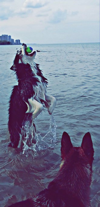 Little too much psycho ⚡  Happy #NationalDogDay @Fallout 🤖 from Apollo &amp; Zoe https://t.co/PzHE5FsxjF<a href="/tag/nationaldogday"class="tags">#NationalDogDay</a>