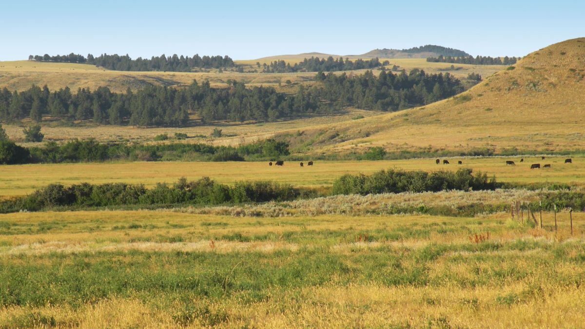 phillips_realty's tweet photo. Paradise Coulee Ranch - Grass Range, Montana - Private property has 4,450 deeded acres all in one block. Over 8 miles of meandering creek bottoms provide an excellent habitat for wildlife. #centralmontanarealestate #farmandranch #huntingland #phillipsrealty https://t.co/36iAI7OZ6R