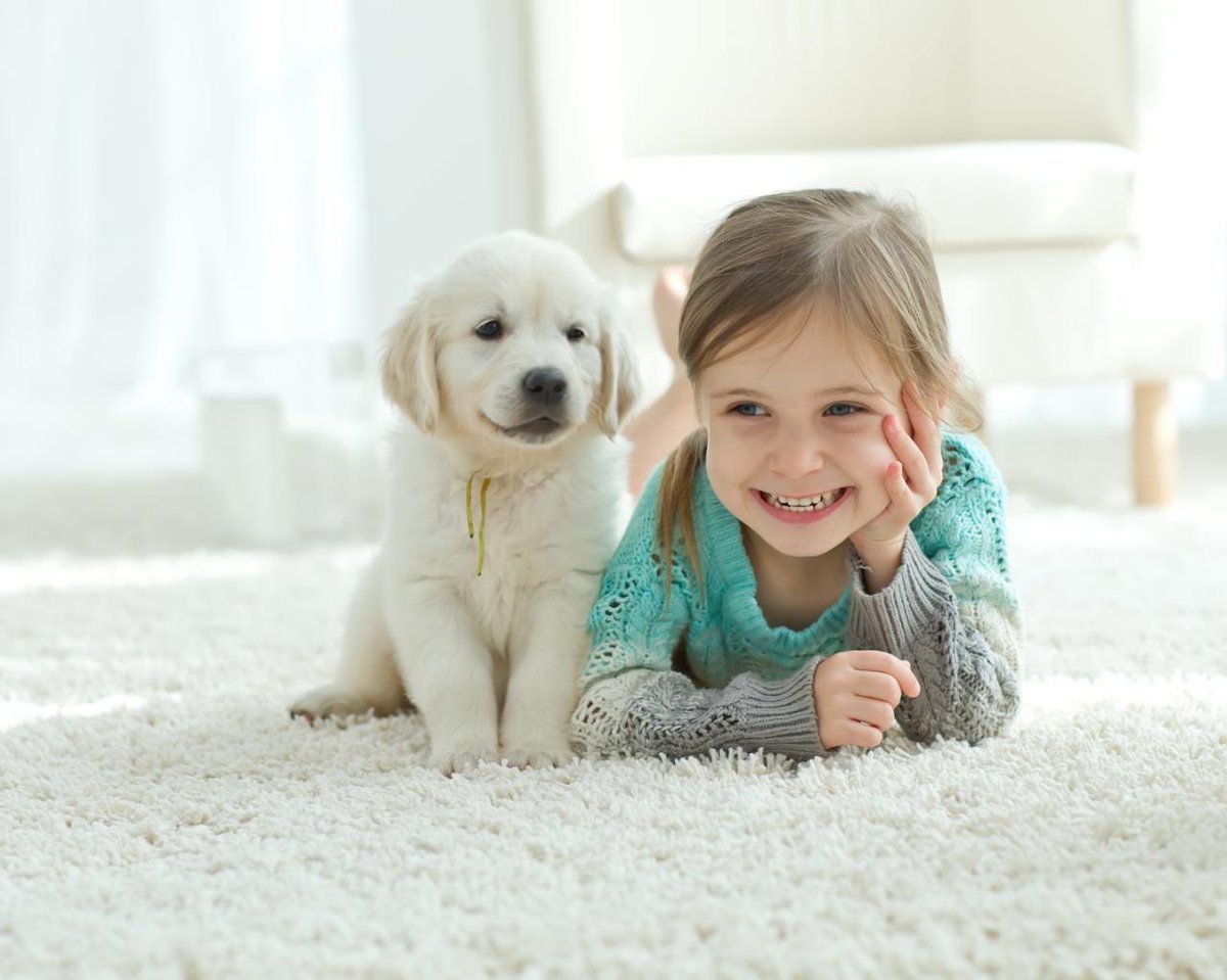 RobbieCarpets's tweet photo. Join the Award Winning Luxe Pure Foam Underlay Approved Network Now... #NotAvailableOnline https://t.co/4jMrlt1IA8