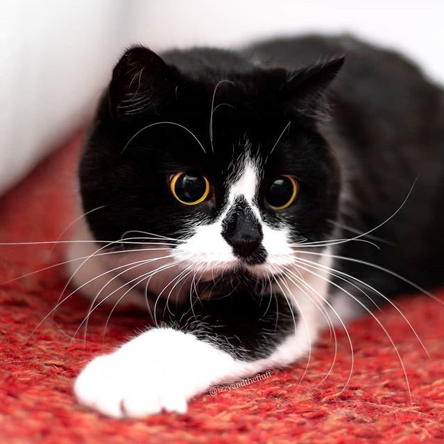 Izzy & Zoë tweet media