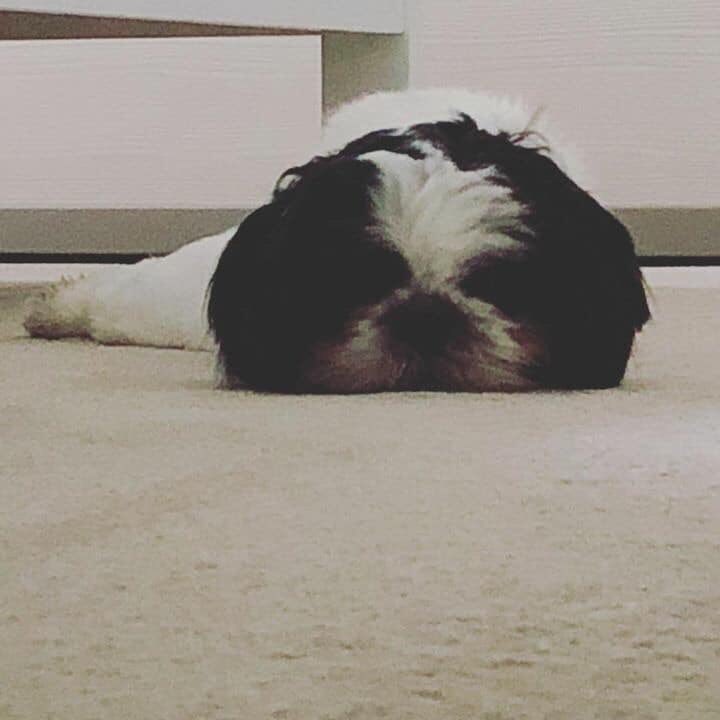 fionamarshall88's tweet photo. My gorgeous Freddie Bear 💚🐶💚 https://t.co/dWUEh7YT30