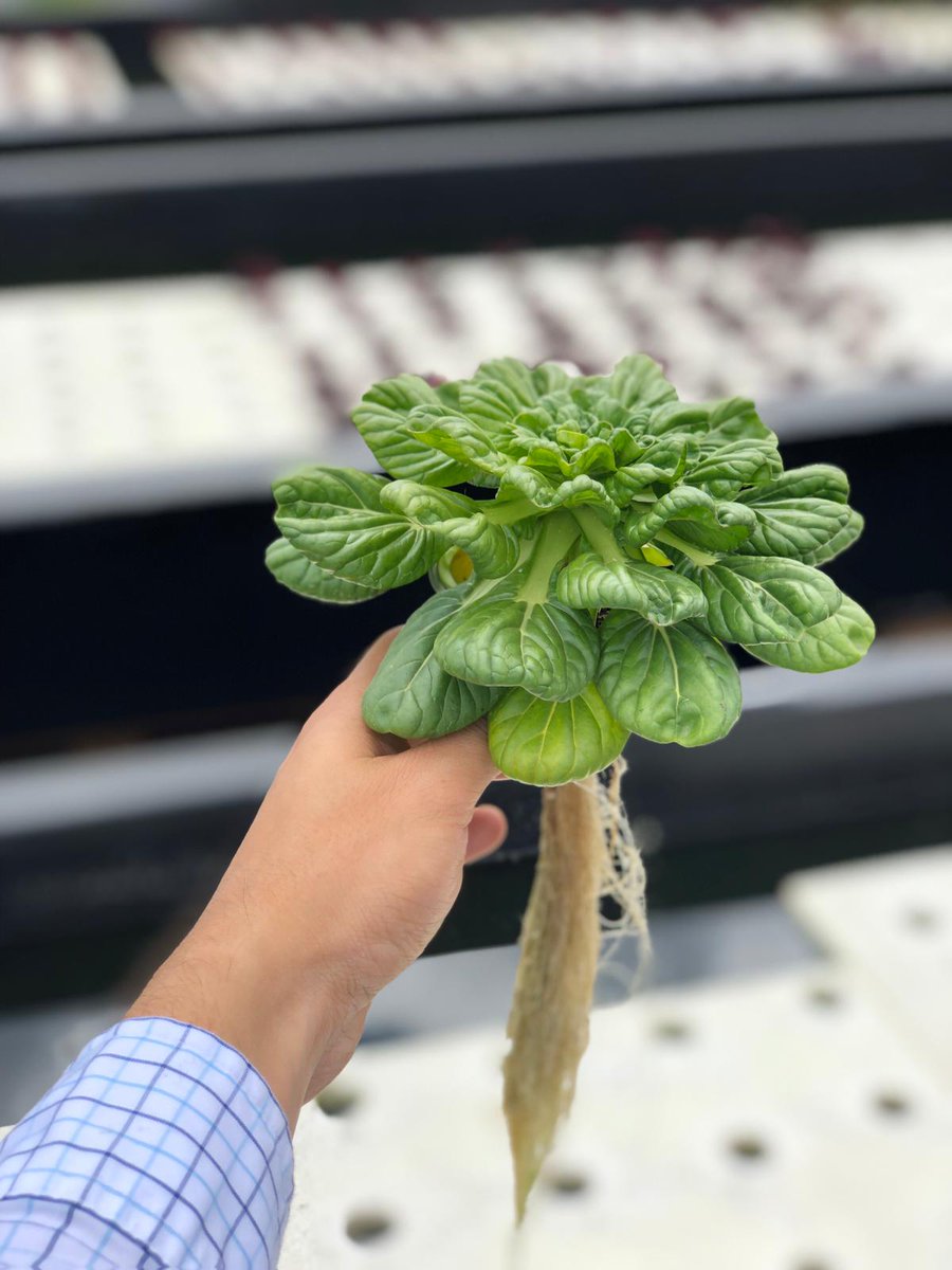 BiotorColombia's tweet photo. Step by Step 🌱🇨🇴
.
.
.
.
#AguanteAlAgroColombiano 
.
.
#acuaponia #foodservice #Vegan https://t.co/tcuCWPLMAa