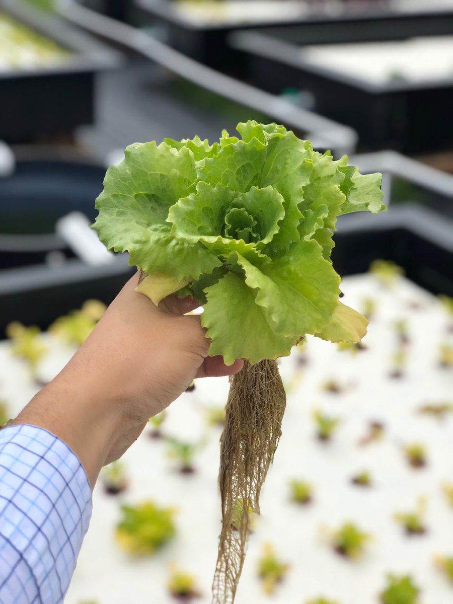 BiotorColombia's tweet photo. Step by Step 🌱🇨🇴
.
.
.
.
#AguanteAlAgroColombiano 
.
.
#acuaponia #foodservice #Vegan https://t.co/tcuCWPLMAa