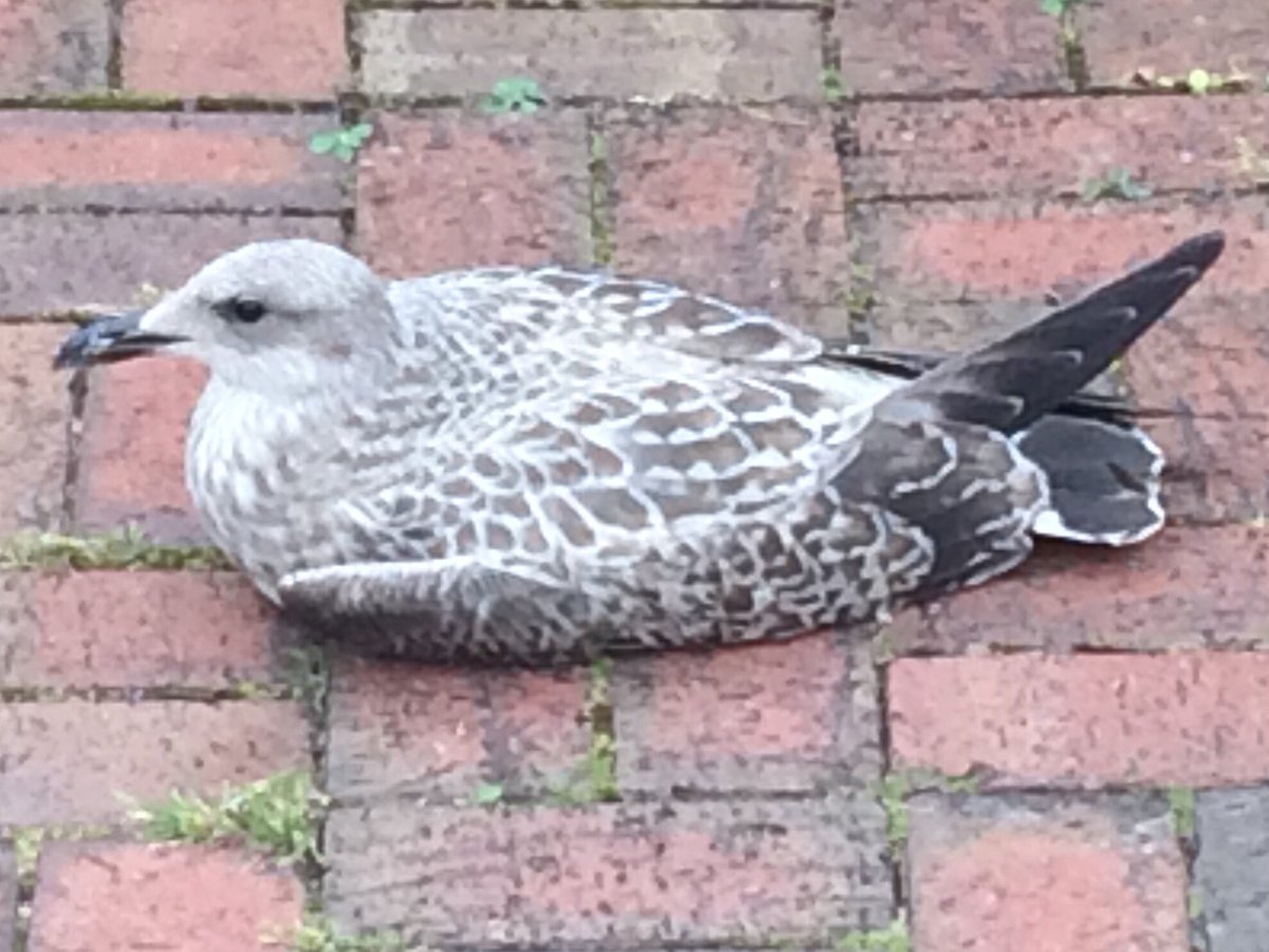 DeeBee60838114's tweet photo. Found this little guy in the middle of a busy road. He let me pick him up, without any resistance, but has spent hours sitting on the floor and hasn’t moved very far. He is alert and moving his head but wont eat/drink. Struggling to get through to the RSPCA. Any advice welcome. https://t.co/GMn4jdvbb3