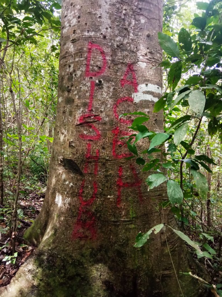 Danurfan Leuser Indonesia tweet media