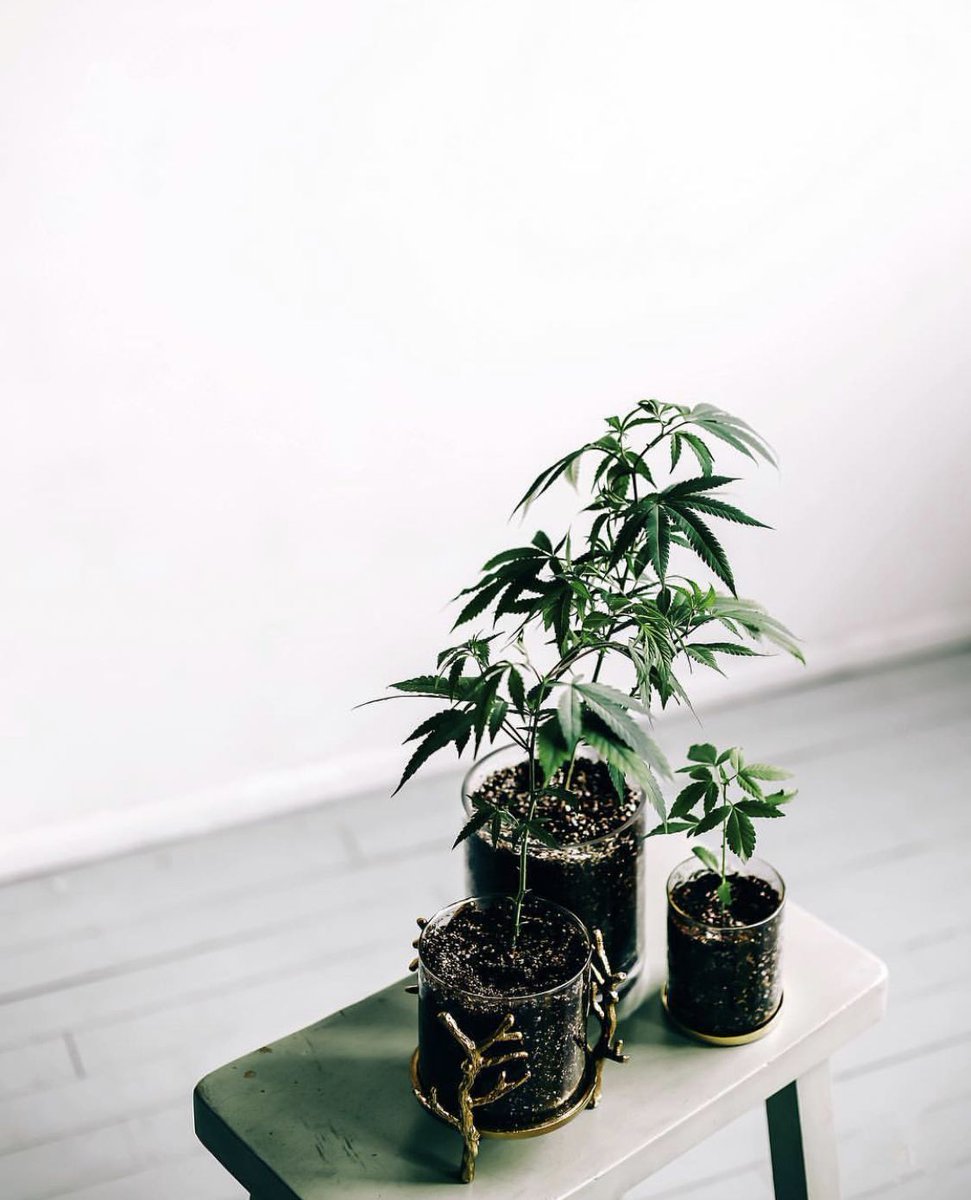 canngaroo's tweet photo. Can you think of a prettier plant? 🌱
• ⠀⠀⠀⠀⠀⠀⠀⠀⠀
#cannabis #cannabiscommunity #instagood #weed #marijuana #high #stoned #herb #fun #stoner #knowcannabisbetter #onelove #peace #kush  #thc #cbd #vape #edibles #canngaroo #leaf #herb #legalizeit #pot #medicinal #medical⠀ https://t.co/gHORoheUqq
