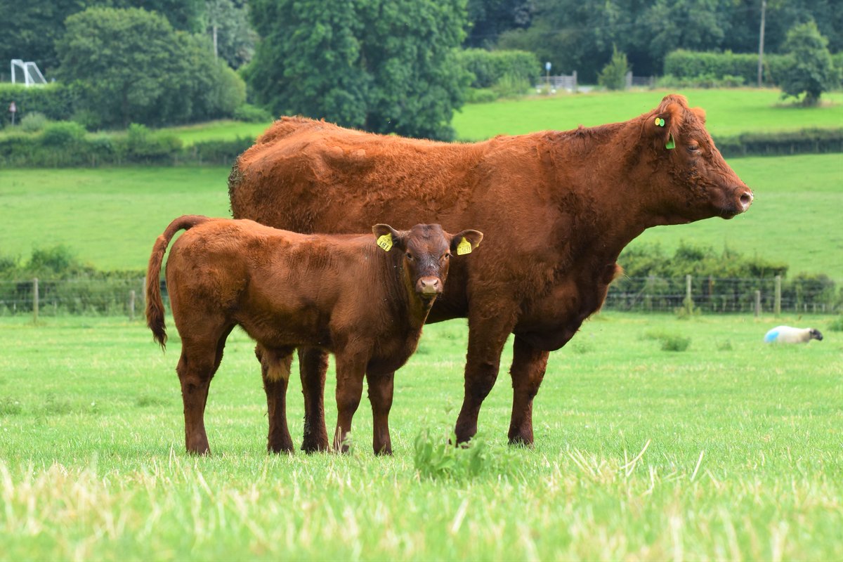 GenusABS's tweet photo. Preenbank LORD BISTO'S eye-catching progeny! Lord Bisto was a stand-out bull himself with his style and the progeny are nothing different. Remember, Lord Bisto is now available from Genus ABS!https://t.co/vqyk51sMrz
#GenusBeef #ProvenToBeTheBest https://t.co/4LfQk7gjRl