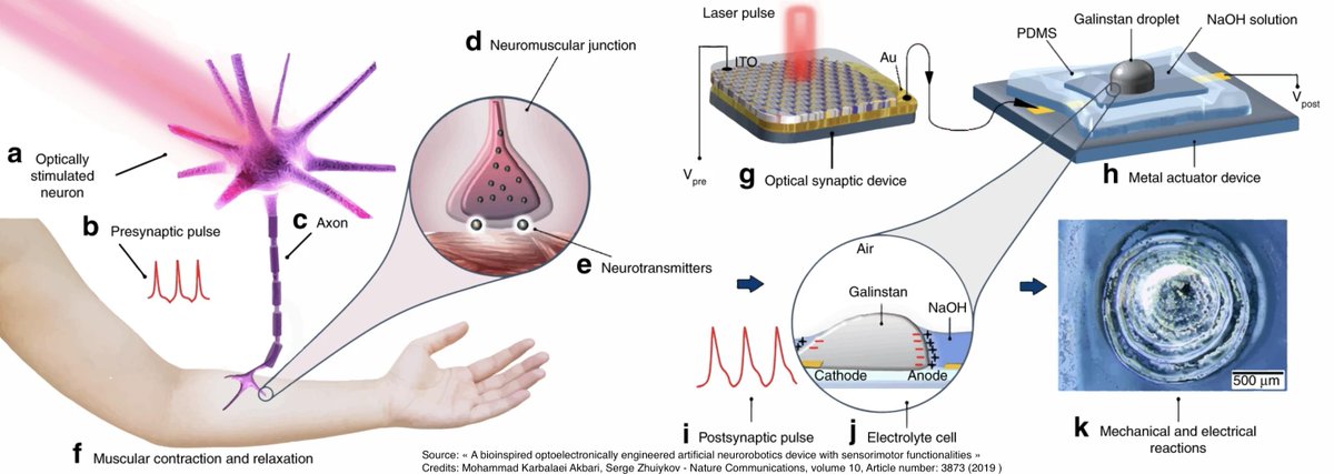 RoyalVoxPost's tweet photo. #Neurobotics: a bioinspired #optoelectronic sensorimotor system based on artificial synapses can control synthetic neurons in biological motors, with potential applications for artificial sensorimotors, microfluidics and micro-pumps connected via #IoT - https://t.co/pE0thyENpL https://t.co/yJWxuG2nes