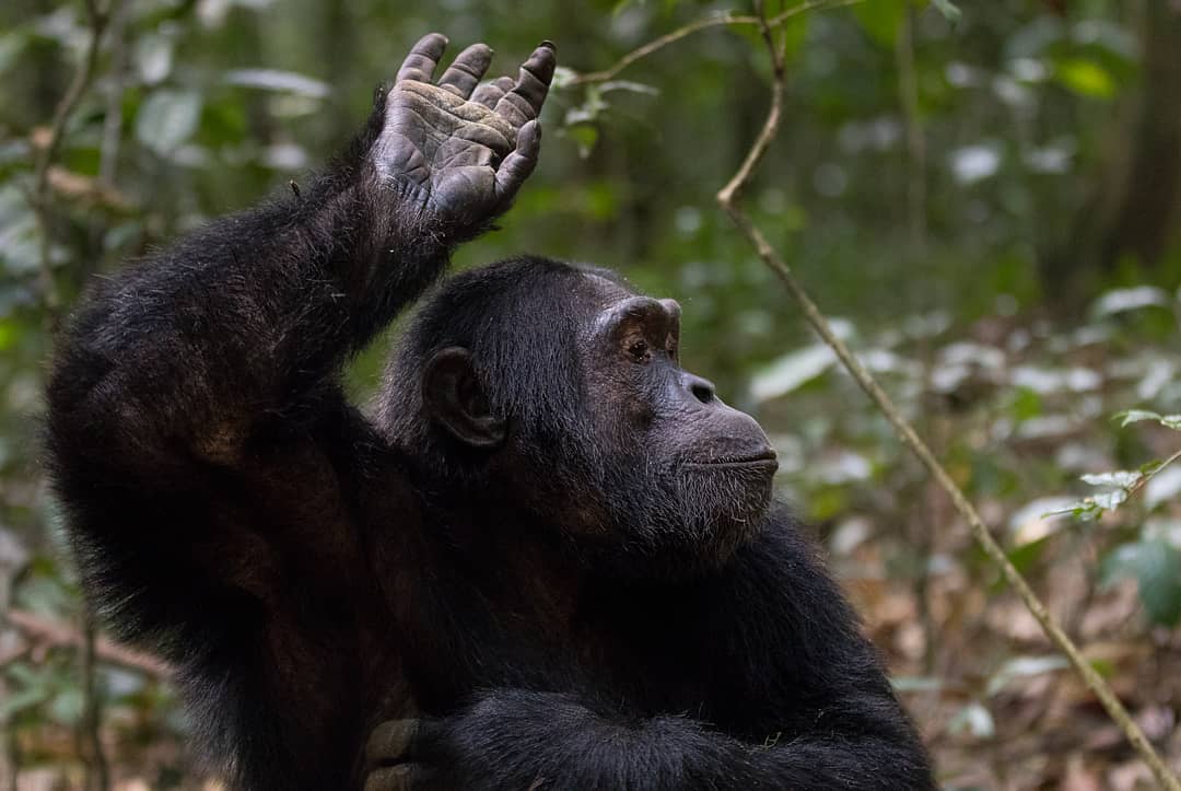 Hands up if you would love to visit Uganda?! #PearlofAfrica

Photo by IG/steff.haag