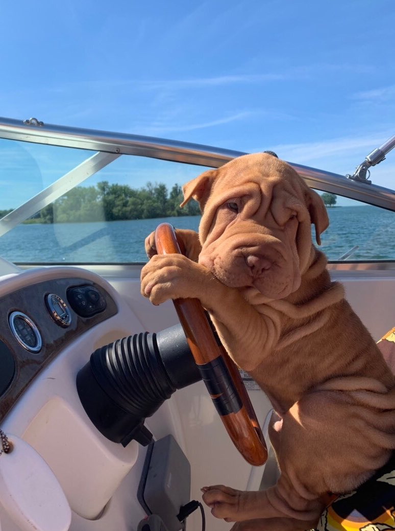 dog_rates's tweet photo. This is Duke. It’s his turn to drive the boat. Suggests you hold on. He’s about to speed pup. 13/10 punch it, Duke https://t.co/FZAl2BSAiu