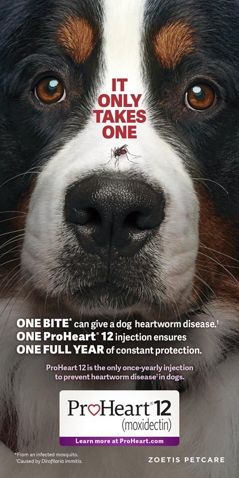 NSAHVet's tweet image. We now carry ProHeart 12! Get 12 months of Heartworm protection with ONE injection. No need to remember to give a monthly chewable. (Since the weight change in puppies can be drastic, dogs must be 12 months or older for this injection.) #proheart @Zoetis