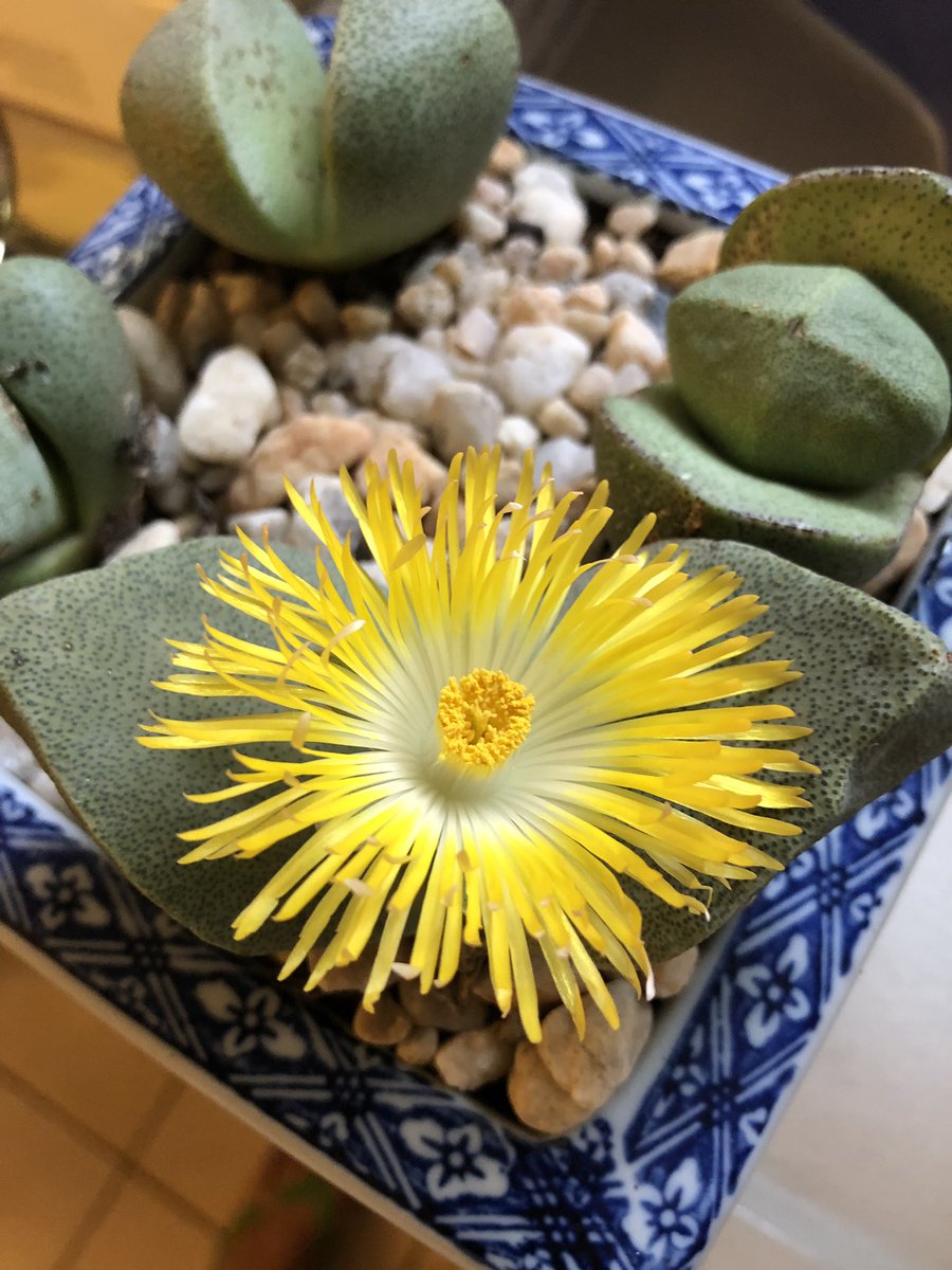 R9Ranff's tweet photo. Pleiospilos Nelii - Aizoasea. #SplittingRocks https://t.co/MTWAt9s6Hw