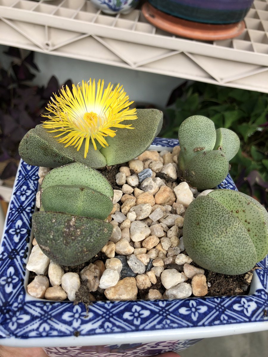 R9Ranff's tweet photo. Pleiospilos Nelii - Aizoasea. #SplittingRocks https://t.co/MTWAt9s6Hw