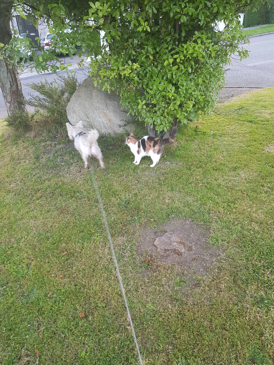 Firefly28922777's tweet photo. Jack and Ripley enjoying each others company this morning #animalfriends #cats #westies #DogsofTwittter #CaliCo https://t.co/skXOxtR2ty