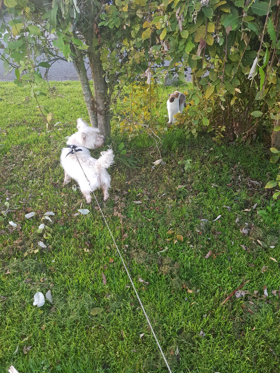 Firefly28922777's tweet photo. Jack and Ripley enjoying each others company this morning #animalfriends #cats #westies #DogsofTwittter #CaliCo https://t.co/skXOxtR2ty