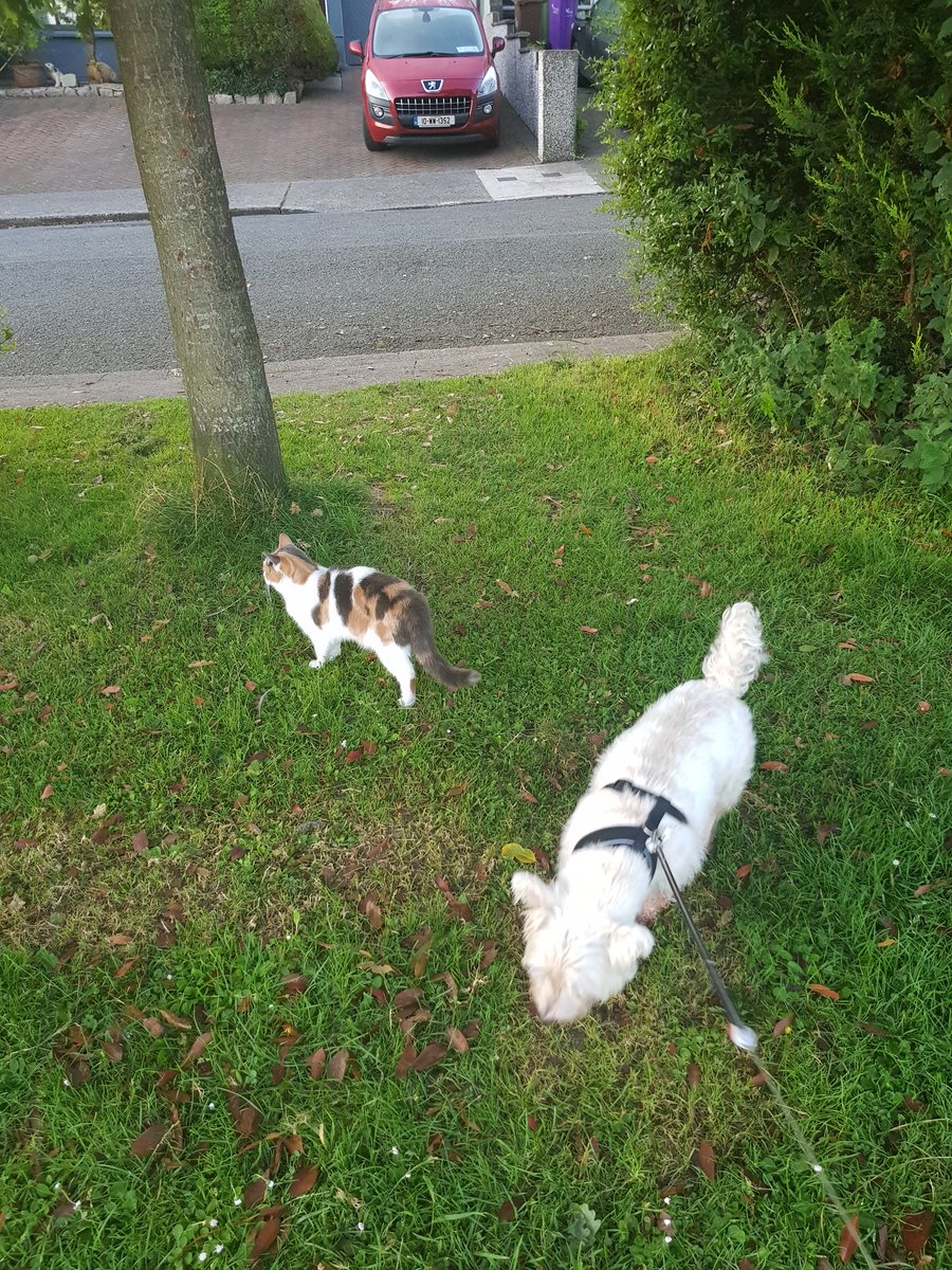 Firefly28922777's tweet photo. Jack and Ripley enjoying each others company this morning #animalfriends #cats #westies #DogsofTwittter #CaliCo https://t.co/skXOxtR2ty
