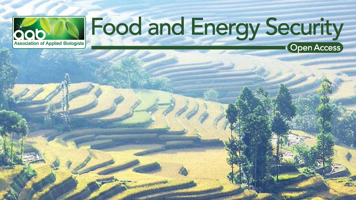 FoodEnergySec's tweet photo. Sustainable Intensification special issue is now available in @FoodEnergySec 
Browse here👉https://t.co/VwYWHm2UHW
#Sustainability #SustainableAgriculture #FoodSecurity #FoodEnergySecurity https://t.co/5iJu3h9FW8
