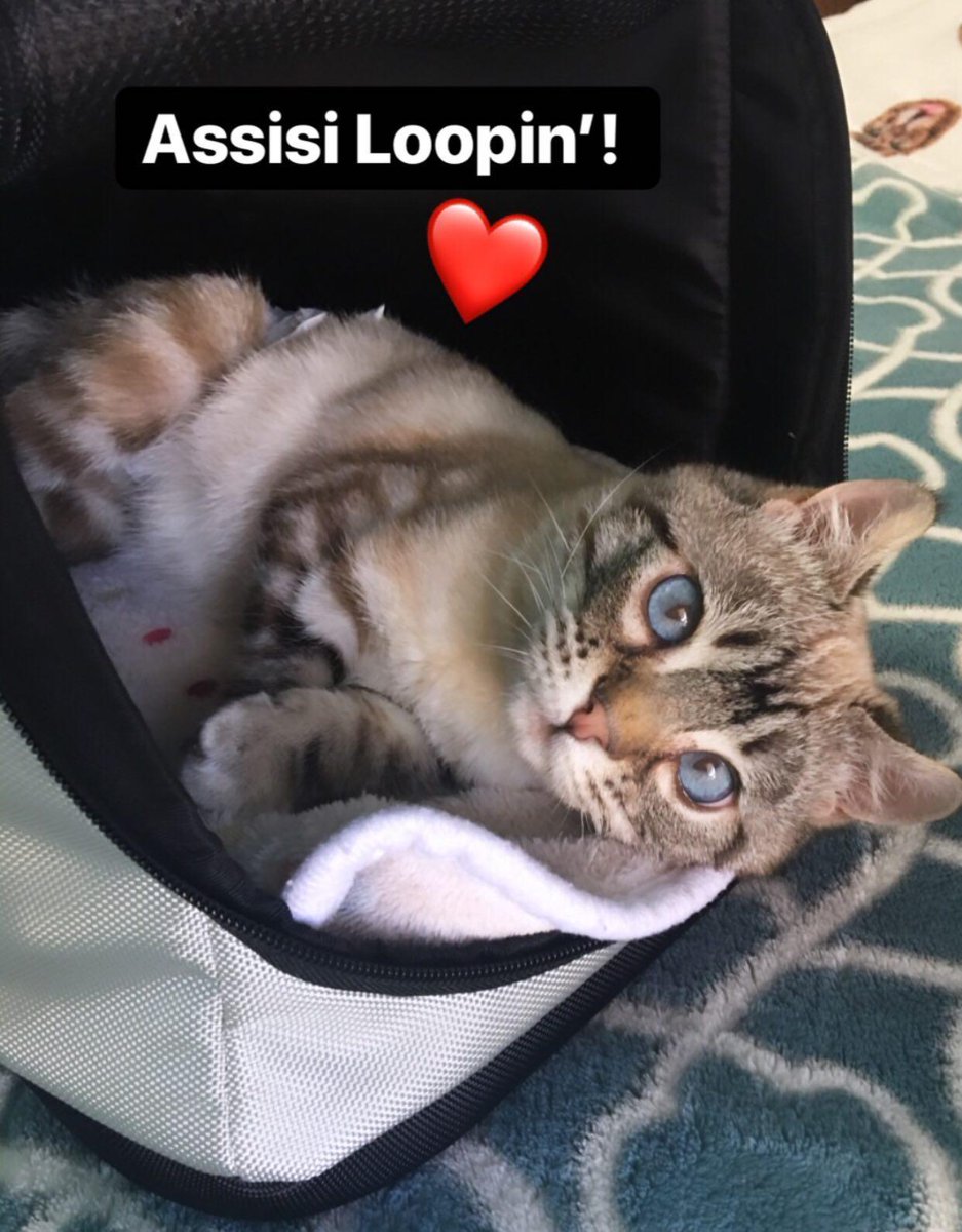 AssisiLoop's tweet photo. Meet Roo.💕This remarkably resilient special needs kitten uses his #AssisiLoopLounge to help with a rare disease called mucopolysaccharidosis. Read Roo's emotional story: https://t.co/T25EDnWngL
😻 @TriumphntTeagan @MeowAsFluff https://t.co/w5nTuYGwzP