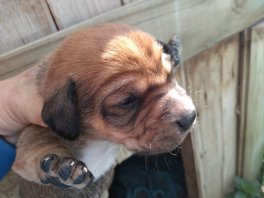 EN ADOPCIÓN!! A la madre la botaron ya preñada y con sarna,ella ya está bien,los bebés,4 hembras 1 macho nacieron sanos,tienen 9 días se entregarán en 60 días más vacunados,desde ya buscan familia, serán de tamaño mediano.Melipilla 🙏RT 
<a href="/patrmarsh/">𑁍ᑭᗩT ♀️🟣</a> @NicolePerez92 <a href="/betohi/">🐶🐹🐼❤TODOS !!!</a>