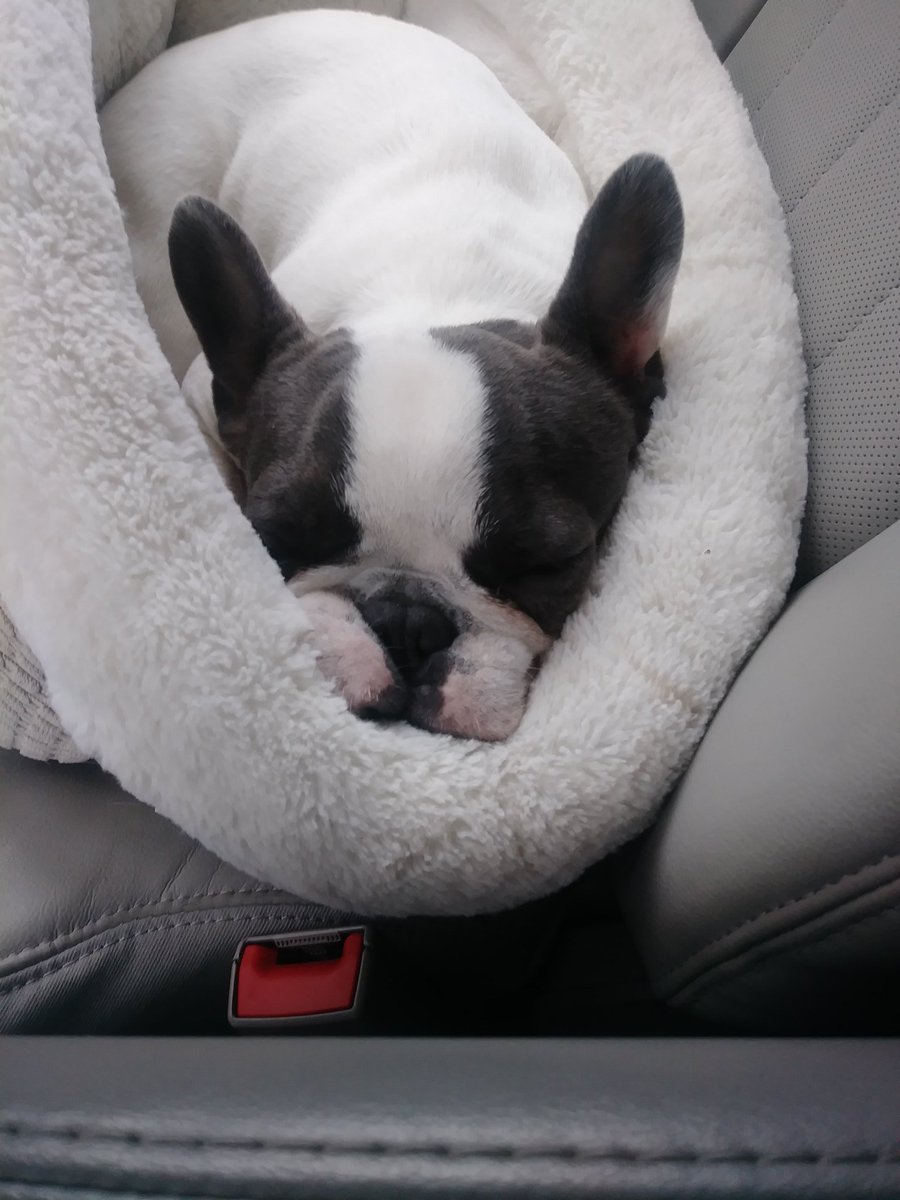 Newest rescue!  Loving dog days