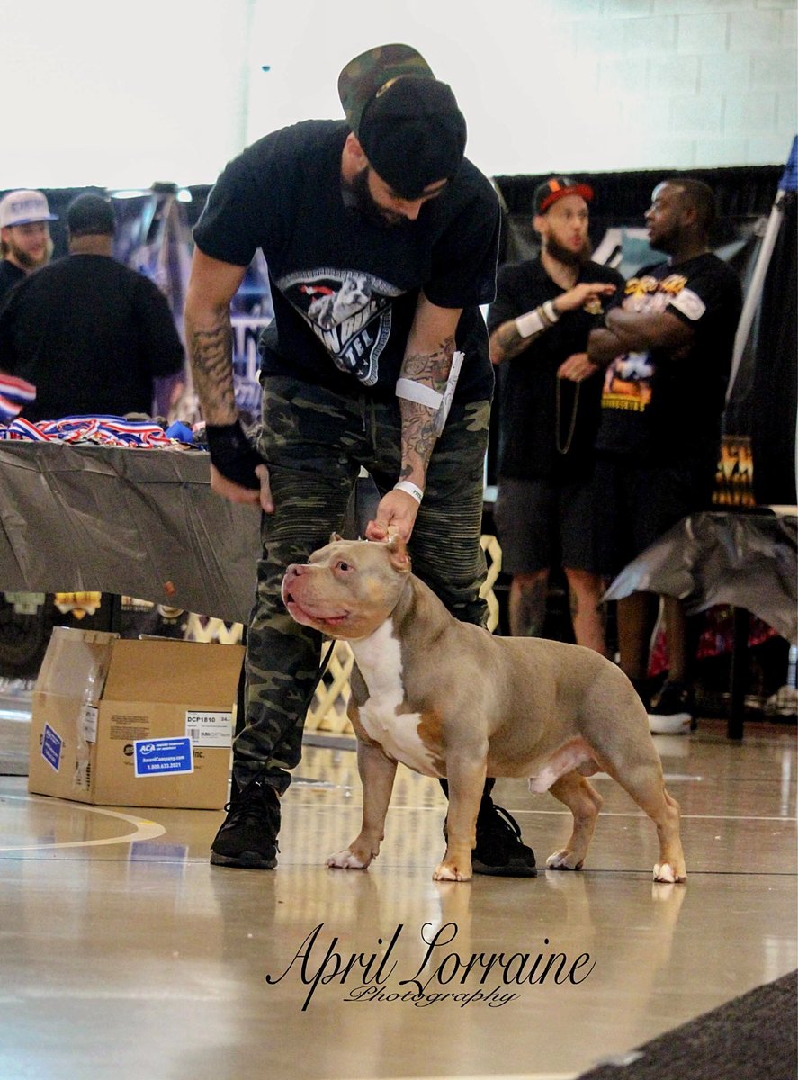 DirtyBully's tweet photo. Back to School Bully Bash
Champion Chunky Pockets
8/24/19
Thank you to everyone who made this possible, especially Jose Gorriz.
Photo creds: April Lorraine
#grandchamprun #letsdoit #americanbully #abkc #chunkypockets #champion #openforstud https://t.co/M7HKkdv5hm