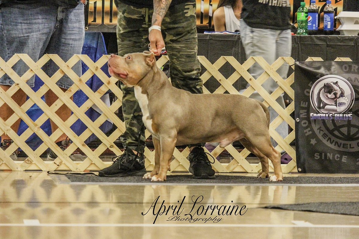 DirtyBully's tweet photo. Back to School Bully Bash
Champion Chunky Pockets
8/24/19
Thank you to everyone who made this possible, especially Jose Gorriz.
Photo creds: April Lorraine
#grandchamprun #letsdoit #americanbully #abkc #chunkypockets #champion #openforstud https://t.co/M7HKkdv5hm
