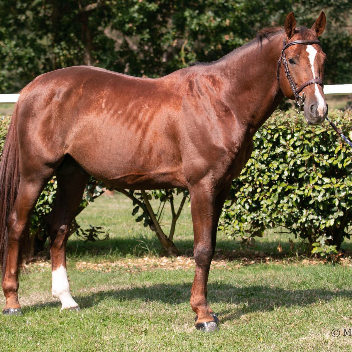 Welcome Castor d’Hem*Horsycoach ✨ (Ready Boy des Forêts x Richebourg) déjà 4 ème de la 1,35m du CSIYH 1* de Deauville . 

📷 Maud Rmn Photographies