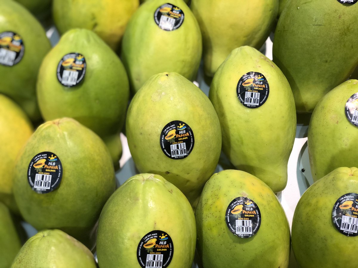 hlbspecialties's tweet image. Brazilian fires not affecting HLB's Golden Papaya crops  - As we witness the devastating fires in the Brazilian Amazon region, we would like to reconfirm to our clients that our papaya fields are not affected. #AmazonFire #BrazilianFire #AmazonOnFire - mailchi.mp/hlbspec/brazil…