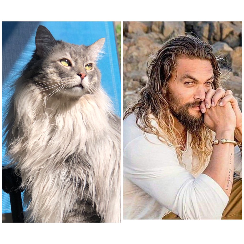 karinchu's tweet image. #CatCasting Sage would be played by Jason Momoa.