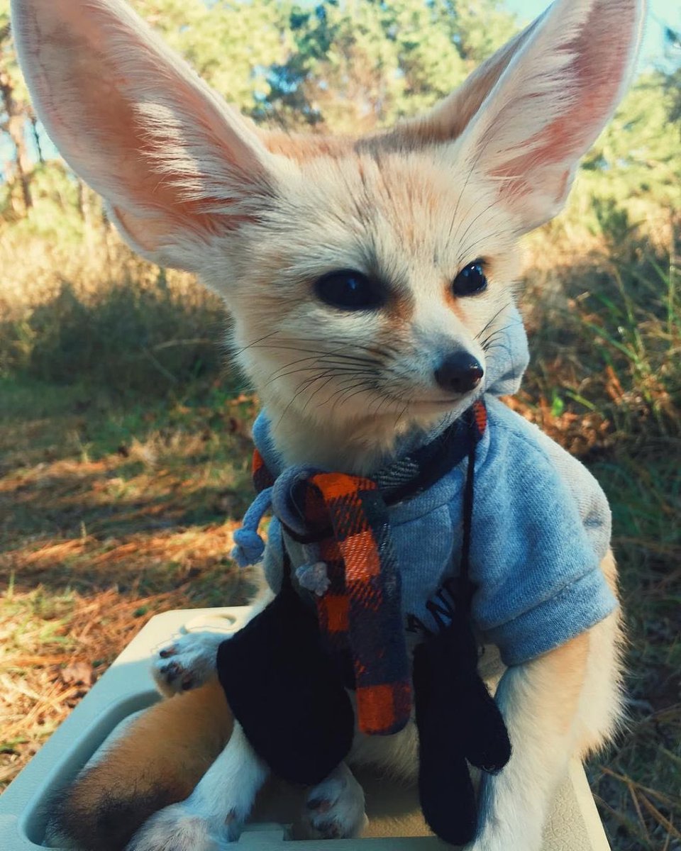 SawftFox's tweet photo. Fennecs in people clothes is my new aesthetic https://t.co/A3i61u4d4N