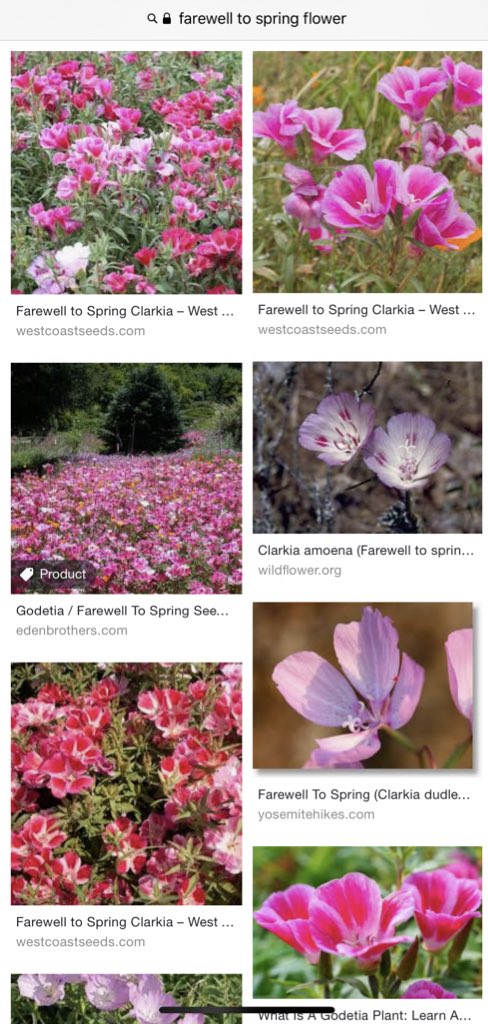 RitaSDJobs's tweet image. How does seed pod dryness factor into the popping equation? 

I’ve been watching this in my garden and california poppies and clarkia / farewell to spring  have cool pops but they seem to wait until a certain moment when it’s “magically” triggered.