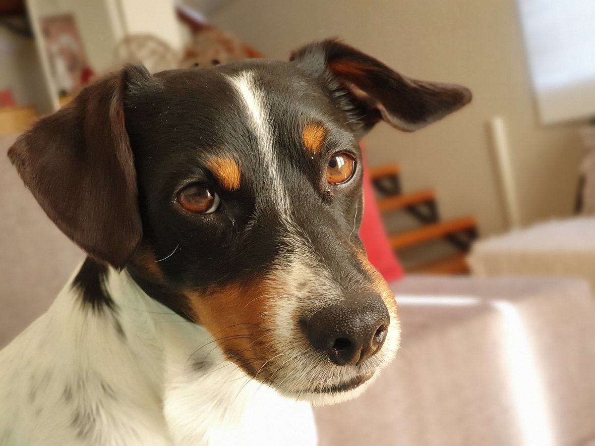 funkyfransie's tweet photo. #InternationalDogDay That look Frikkels make when I haven't passed the aux cable https://t.co/BoZx395THw